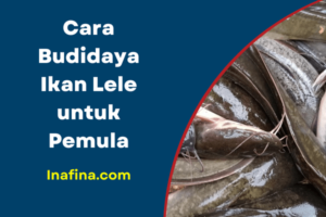 Cara Budidaya Ikan Lele untuk Pemula yang Mudah Dilakukan