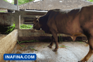 Panduan Lengkap Memulai Usaha Ternak Sapi Hingga Sukses